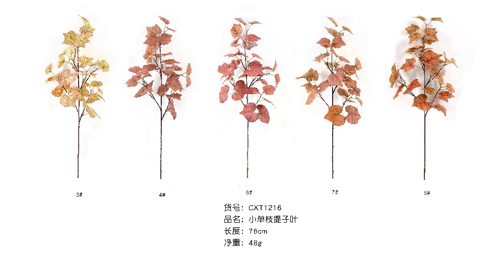 小单支提子叶