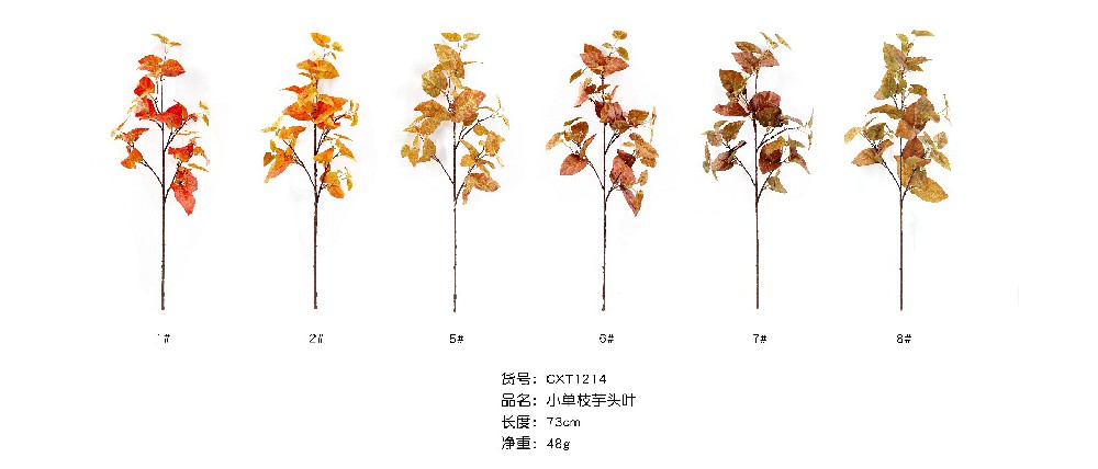 小单支芋头叶