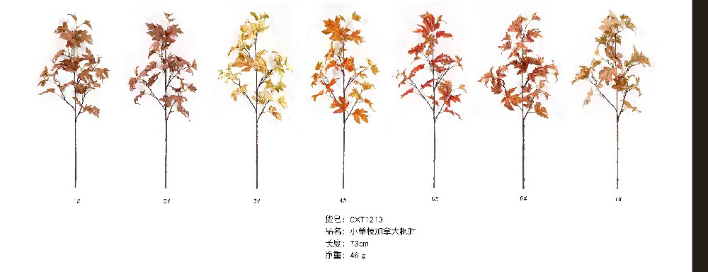 小单支加拿大枫叶