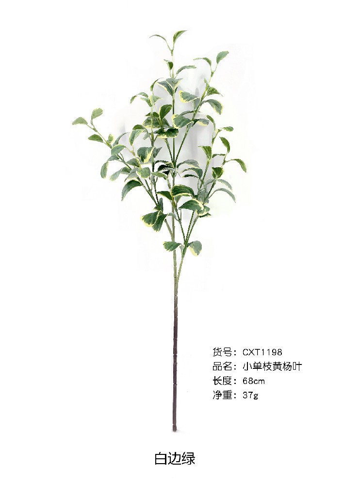 小单支黄杨叶