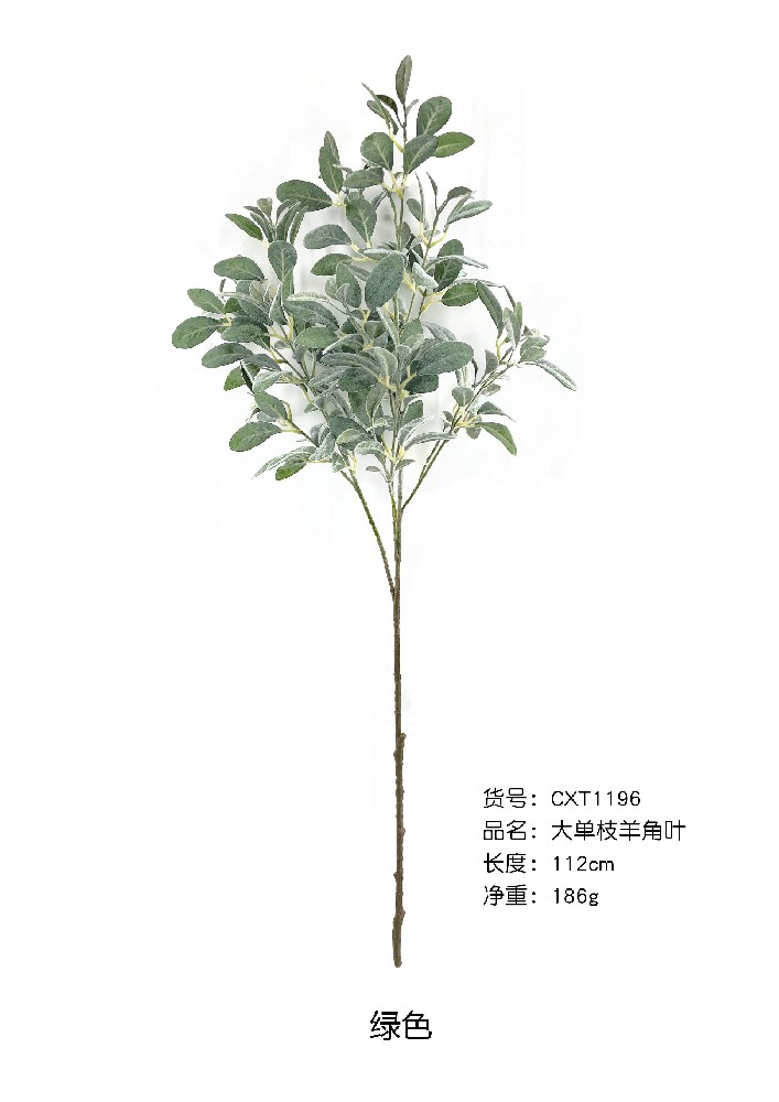 大单支羊角叶