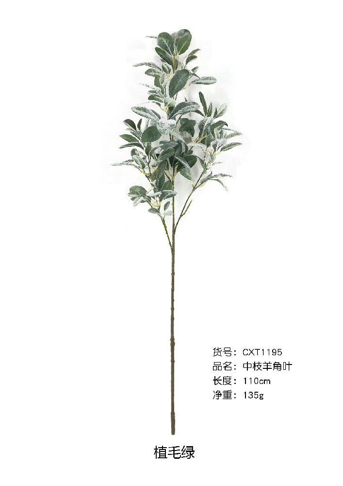 中单支羊角叶