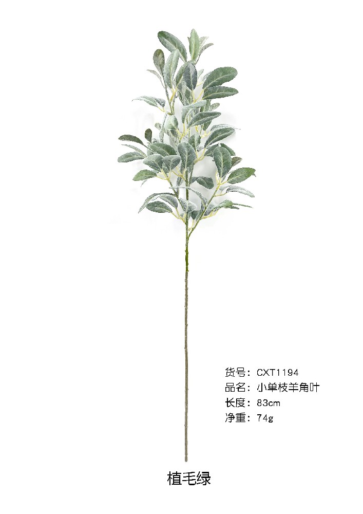 小单支羊角叶